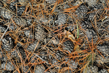 pine cones on last year's conifer