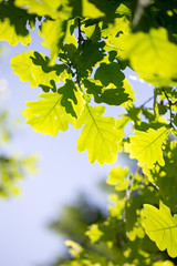 Green leaves on an oak tree in a park