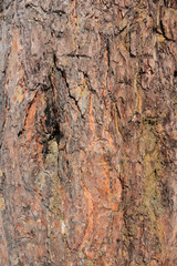 pine bark large