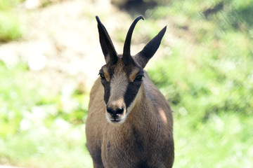 chamois en pleine nature