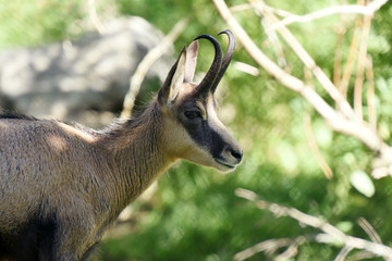 chamois en pleine nature