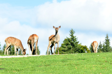 groupe de biches en montagne