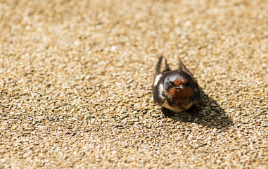 Barn swallow,  standing on the floor to get exposure at dawn  