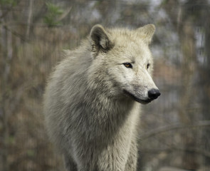 Obraz na płótnie Canvas Wolf grey white hudson bay dog ancestor looking in the camera