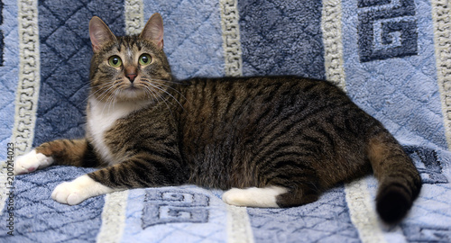 Striped With White European Shorthair Cat Lying On A Sofa On A