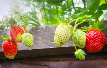Erdbeeren im Hochbeet