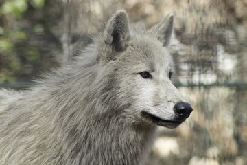 Fototapeta premium Wolf grey white hudson bay dog ancestor looking in the camera