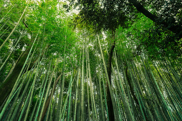 Bamboo forest garden in Kyoto