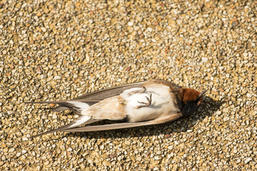 Barn swallow, that patient lying on the floor      