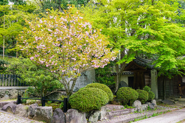 Blooming Cherry Tree in Japanese Garden