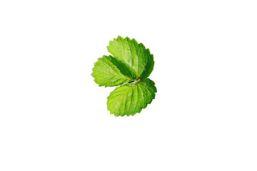 Strawberry leaf isolated white with clipping path, top view, green leaf strawberry isolated white