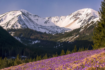 Purple wild crocis blooming in mountains