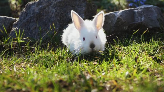 Easter white bunny on green grass in spring