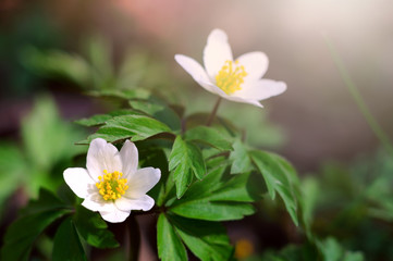 Spring blooming of white windflower (Anemone nemorosa). Macro view of early-spring flowers under sunlights. Beautiful floral background