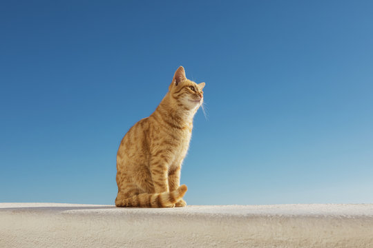 Santorini Stray Ginger Cat