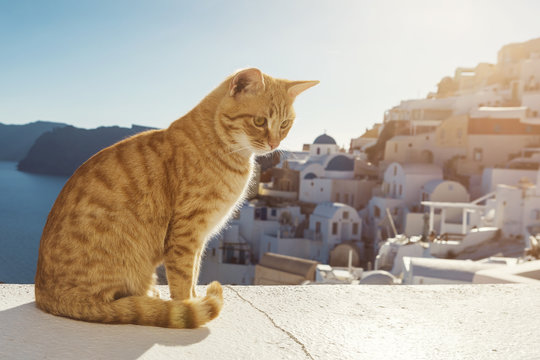 Santorini Stray Ginger Cat