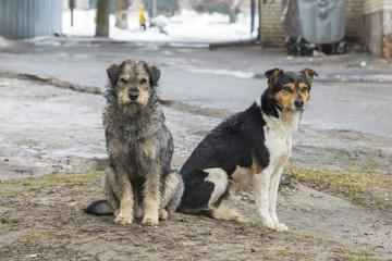 Sad homeless dogs on a cold spring afternoon