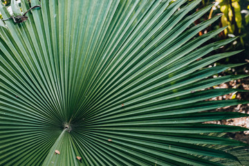 Blurred abstract of big green palm leaf