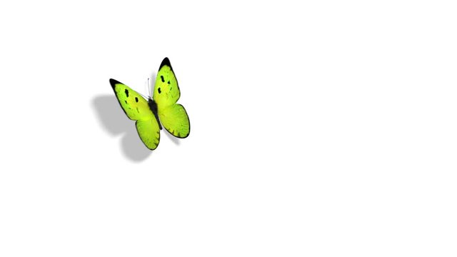 Green Butterfly Flying on a Blue Background. Beautiful 3d animation with shadow and global illumination passes. 4K