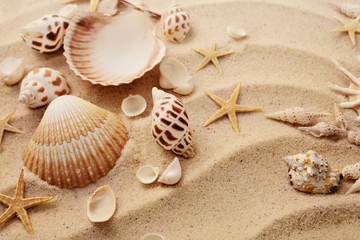 coquillages sur la plage de sable