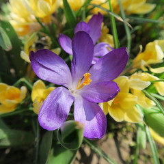 Crocus, the first flowers that bloom in spring in Germany