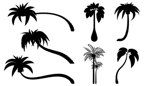 Set tropical palm trees with leaves, mature and young plants. Black silhouettes isolated on white background. Vector. Palm icon