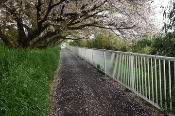 Fototapeta premium Cherry blossom petals on the path