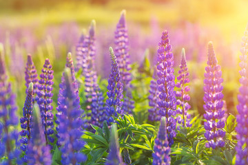 violet flower in sunlight at sunset. Field of lupine
