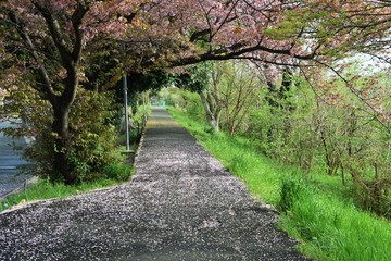 Cherry blossom petals on the path