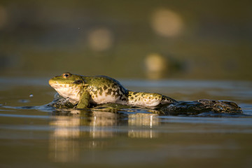 Obraz premium Green frog on a beautiful light