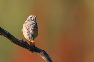Young common Redstart (Phoenicurus phoenicurus) sitting on a branch