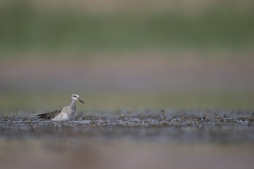 Wood sandpiper (Tringa glareola)