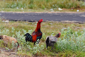 Chickens and a rooster by the road.