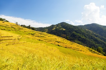 rice or paddy fields in Nepal Himalayas