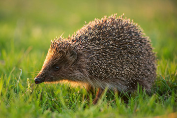 hedgehog in natural habitat in beautiful evening light