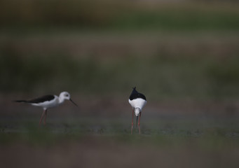 Black winged stilt