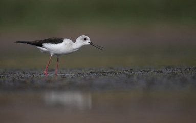 Black winged stilt