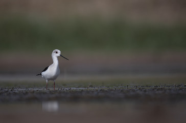 Black winged stilt