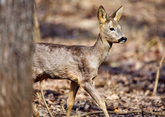 Roe buck in the forest