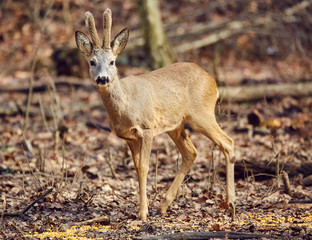 Roe buck in the forest