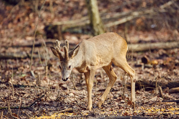 Roe buck in the forest