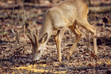 Roe buck in the forest