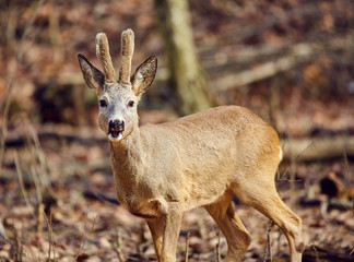 Roe buck in the forest