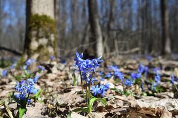 Siberian squill in the spring forest
