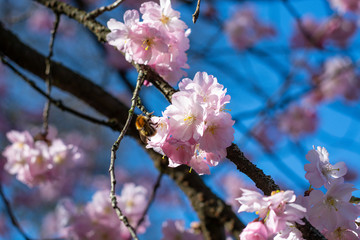 Fototapeta na wymiar Beautiful dwarf almonds on a tree in the afternoon sun and blue sky