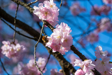 Beautiful dwarf almonds on a tree in the afternoon sun and blue sky