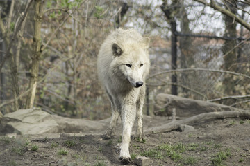 Obraz na płótnie Canvas Wolf grey white hudson bay dog ancestor looking in the camera