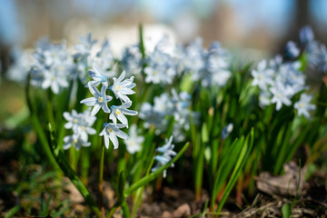 Several beautiful striped squills in the park