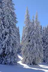 Snow forest 2