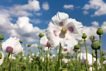 Crédence de cuisine en verre imprimé Coquelicots Detail of flowering opium poppy